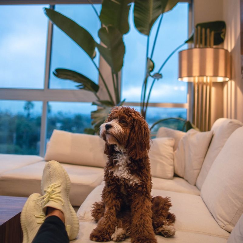 Estell Altenwerth - Electrical Engineer